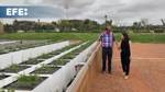 Iniciativa marroquí busca impulsar los 'cultivos olvidados' para luchar contra la desnutrición y la sequía