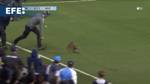 Un mapache invade la cancha durante un partido de la MLS