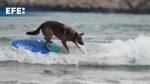 Surfer dogs promote canine adoption