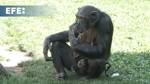  El peculiar duelo de una chimpancé que no se desprende de su cría muerta en Bioparc Valencia