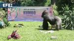 Celebran el cumpleaños de los gorilas Kumbo y Kihi en el Zoo de Ragunan en Yakarta
