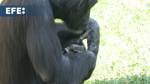 El peculiar duelo de una chimpancé que no quiere desprenderse de su cría muerta en Bioparc Valencia