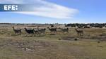 Bolivia reúne saberes para preservar el hábitat de los camélidos ante el cambio climático