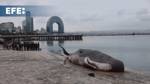 Belgian art collective “Captain Boomer” installs recreation of a beached whale at COP29