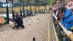 Penguin parade comes back to Edinburgh Zoo almost 5 years later