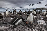 La Antártida sufre la crisis climática y requiere esfuerzos globales para su protección