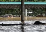 Evacuations as floods affect 34,000 Thai households, 2 elephants drown