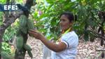 Agricultoras de la selva peruana aprovechan el alto precio del cacao para empoderarse