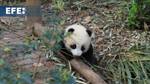 China's giant panda couple leaves for Spain