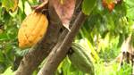 Cacaoteros venezolanos buscan elevar la producción a 60.000 toneladas en tres años