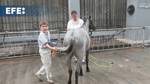 Equine therapy, the treatment par excellence for children with psychomotor disorders