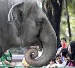 Mali, the Philippines' lone elephant, dies at Manila Zoo