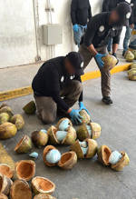 México decomisa 300 kilos de fentanilo en cocos cerca de frontera con EE.UU.