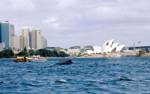One dead, one injured as whale collides with ship in Australia