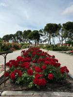 Jardín de La Rosaleda del Parque del Oeste de Madrid 